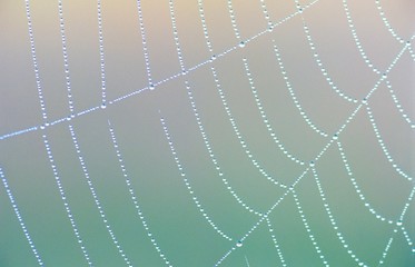  Spinnennetz mit Tautropfen am Morgen, Pastellfarben, Niedersachsen, Deutschland