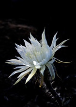 Natural Light Shining On A White Night Blooming Cereus Against A
