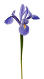 Fototapeta Lawenda - Single Purple Iris Flower on White Background
