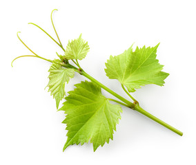 Wall Mural - Grape leaves on branch with tendrils isolated on white backgroun