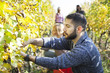 © Lumi Images - Friends harvesting grapes together in vineyard
