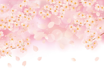 Naklejka na meble 桜 チェック カラフル ぼかし 線なし