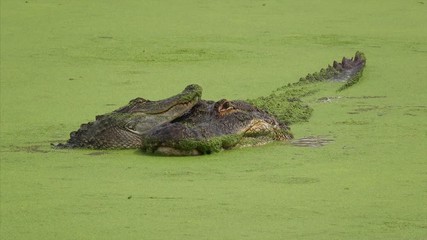 Fototapete - Two adult alligators swimming in green swamp in Moss Point, Mississippi