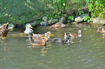 Canvas Print - Swimming ducks 2