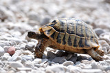 Młody żółw stepowy
