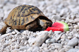 Żółw stepowy jedzący kawałek arbuza