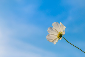 Wall Mural - Beautiful cosmos flower with blue sky background