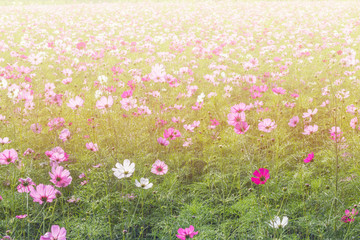 Wall Mural - Beautiful cosmos flower in garden with sunlight
