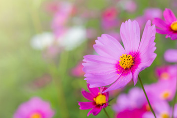 Wall Mural - Beautiful cosmos flower in garden with sunlight