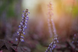 Fototapeta Lawenda - Flower purple closeup focus