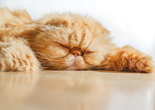 Persian Cat Sleeping On The Floor