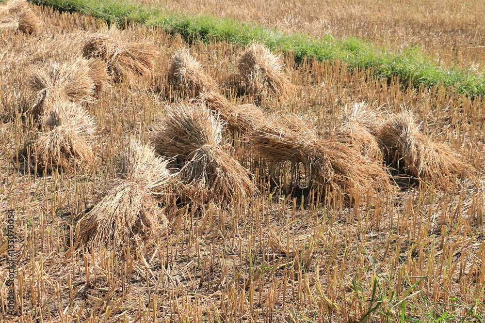 Yard Rice Paddy rice drying on ground in rice field during hot day harvest season ...