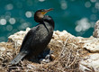 Ussuri cormorant nest with nestling on a sunny day.