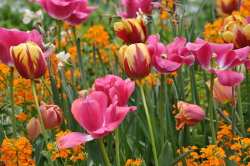 spring flowers