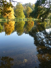 Reflections Of Trees And Submerged Leaf In The River Thames Near Cookham, Berkshire