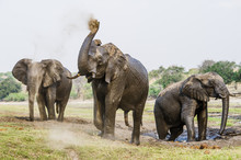 African Elephant Mud Bathing In Chobe River, Botswana
