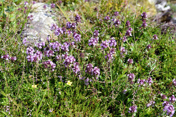 wild thyme flower. spice