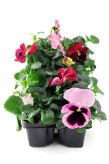 Wall Mural - pink pansy flower seedlings in a tray box on isolated background