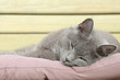 gray cat lying on cushion and looking