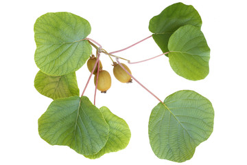 Wall Mural - Kiwi branch with fruits and leaves