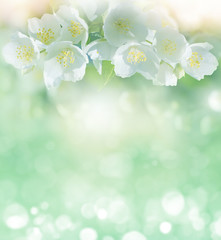 Wall Mural - Spring gentle background with jasmine flowers for design