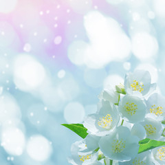 Poster - Spring gentle background with jasmine flowers for design