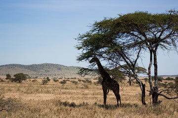 African Wildlife