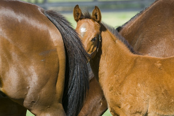 Beautiful horse mare and foal in green farm field pasture equine industry
