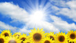 Sunflower Summer Sky