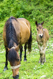 Fototapeta Konie - small foal and mare on a rainy day in the pasture