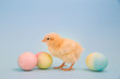 Tiny chick surrounded by colorful Easter eggs