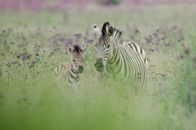 Zebra Mother And Foal In A Grass Field