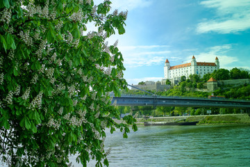 Bratislava castle with castania tree