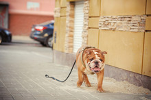 Lost Beautiful Red Dog Goes Through The City