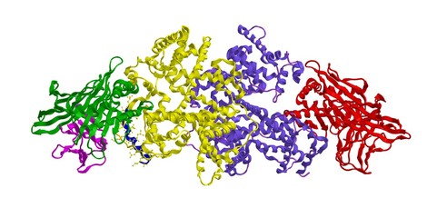 Wall Mural - Molecular structure of human serum albumin, 3D rendering