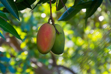 Mangoes Riping On The Tree, Mango Plantations