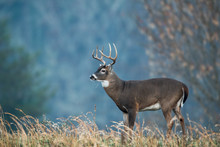 Large White-tailed Deer With Fall Colors