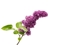Lilac Flowers Isolated