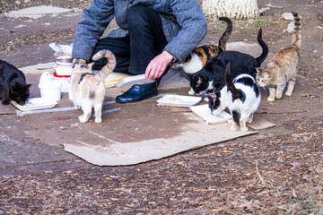 an old man feeding the stray cats