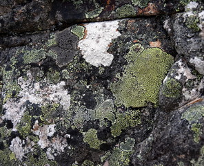 The close up moss on the rock surface. Abstract natural background texture of stone with green moss. Fungus texture on the rock. Old stone surface with lichen. Green moss on the stone background.