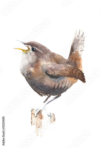 Fotografie, Obraz Bird wren watercolor painting illustration isolated on white background
