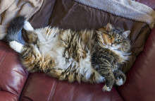 Fluffy, Large Overweight Cat Lying On Back On Couch Exposing Sto