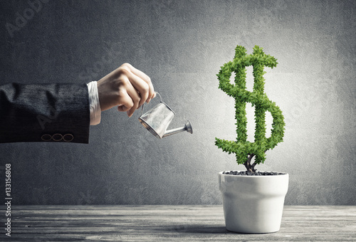 Cuadros en Lienzo Concept of investment income and growth with money tree in pot