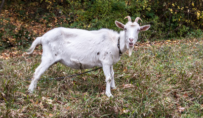 Wall Mural - white goat on autumn meadow