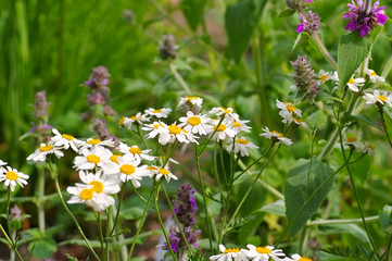 Wall Mural - Xylanthemum tianschanicum - Xylanthemum tianschanicum a wildflower