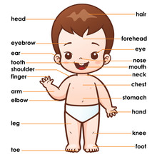 Vector Illustration Of Vocabulary Part Of Body