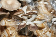 Cultivation of Bhutan Oyster Mushrooms from spawn in farm.