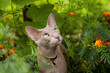 Cute Active Gray Oriental Cat In Flower Summer Garden Close Up.