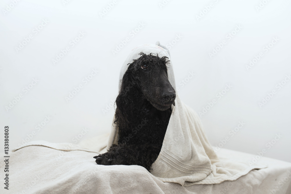 Drying poodle in a grooming salon - obrazy, fototapety, plakaty 