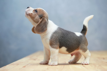 Wall Mural - cute beagle puppy  in action